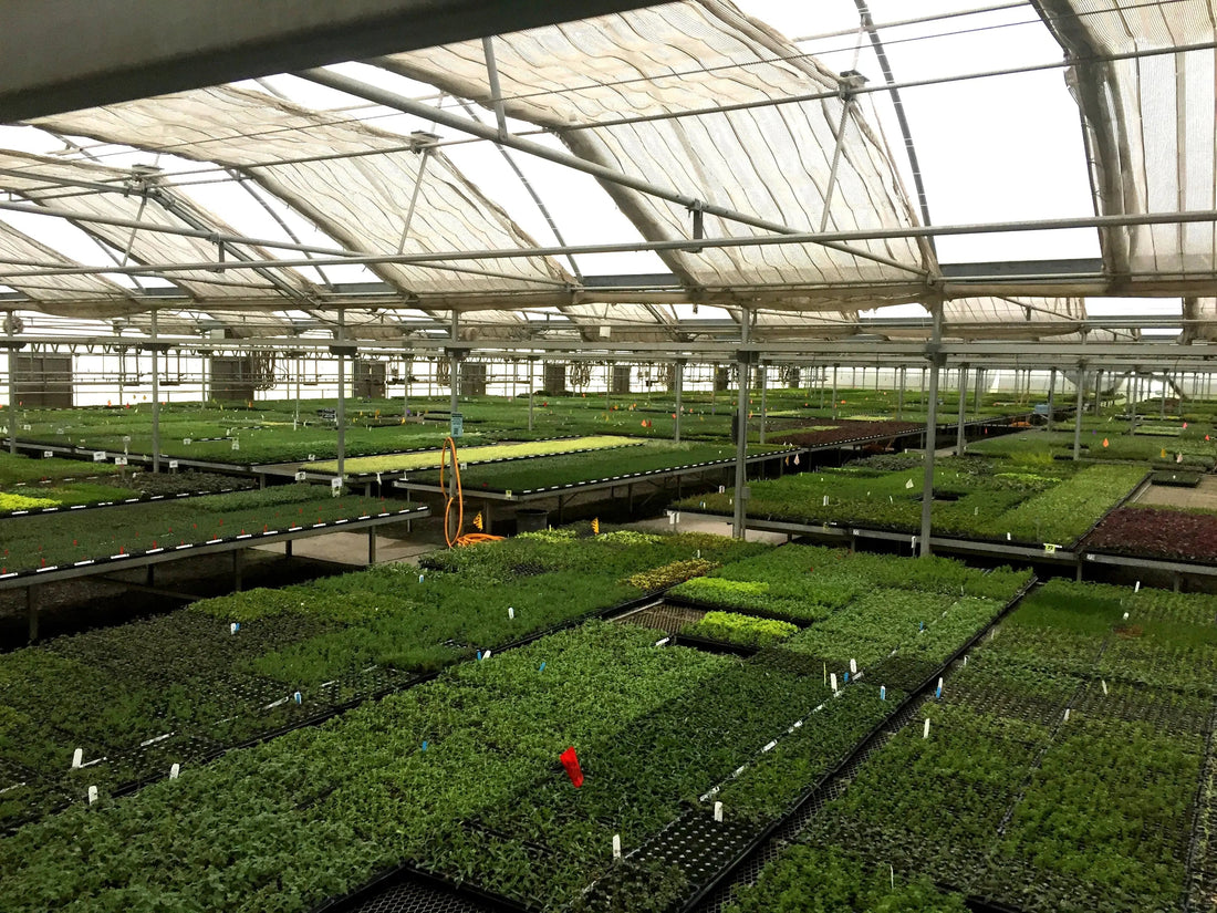 Greenhouse Cooling Techniques or High Temperatures MeeFog Systems