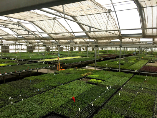 Greenhouse Cooling Techniques for High Temperatures